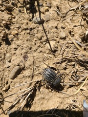 Philolithus sordidus