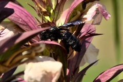 Xylocopa violacea
