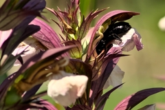 Xylocopa violacea