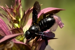 Xylocopa violacea
