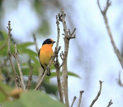 Euphonia violacea