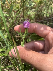 Polygala cruciata