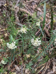 Pimelea linifolia