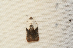 Acleris braunana