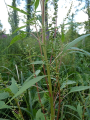 Amaranthus tuberculatus