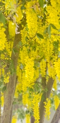 Laburnum watereri