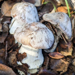 Coprinopsis uliginicola