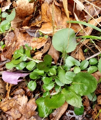 Packera obovata