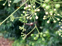 Toxorhynchites speciosus
