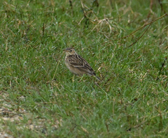 Anthus spragueii