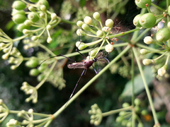 Toxorhynchites speciosus