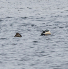 Somateria spectabilis