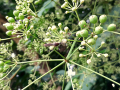 Toxorhynchites speciosus