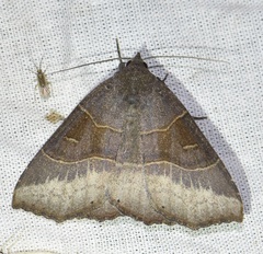 Arytrura musculus