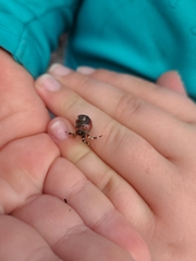 Pagurus hirsutiusculus