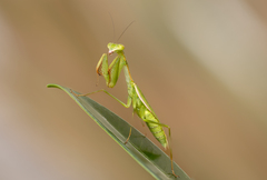 Callimantis antillarum