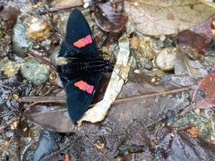 Mimoniades nurscia
