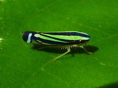 Sibovia