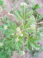 Fuertesimalva limensis