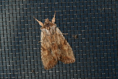 Lithophane petulca