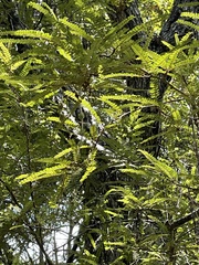 Sophora chathamica