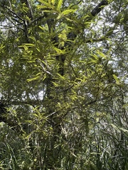 Sophora chathamica