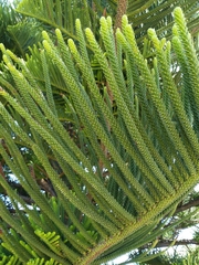 Araucaria