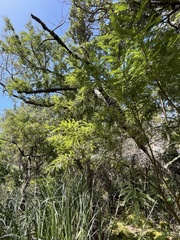 Sophora chathamica