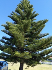 Araucaria