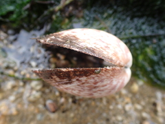 Glycymeris glycymeris