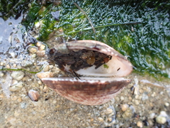 Glycymeris glycymeris