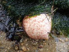 Glycymeris glycymeris