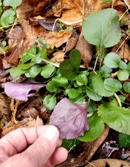 Packera obovata