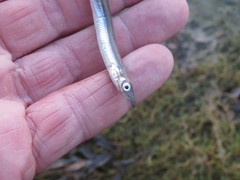 Ammodytes hexapterus