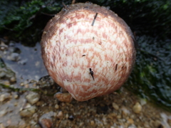 Glycymeris glycymeris