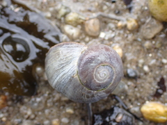 Littorina obtusata