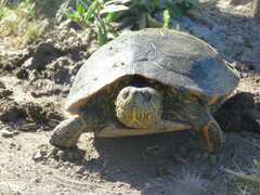 Trachemys dorbigni