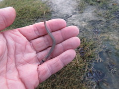 Ammodytes hexapterus