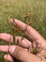 Rhynchospora corniculata