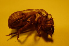 Cicada orni