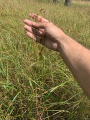 Rhynchospora corniculata