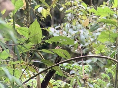 Silvicultrix diadema