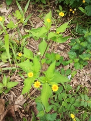 Melampodium divaricatum