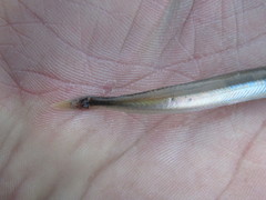 Ammodytes hexapterus