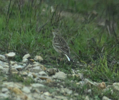 Anthus spragueii