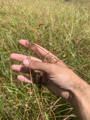 Rhynchospora corniculata