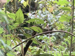 Silvicultrix diadema