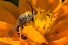 Halictus