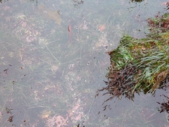 Zosteraceae