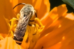 Halictus